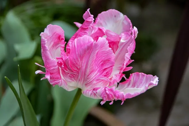 Mehrfarbige Papageien-Tulpen mit kontrastreichen Blütenzeichnungen