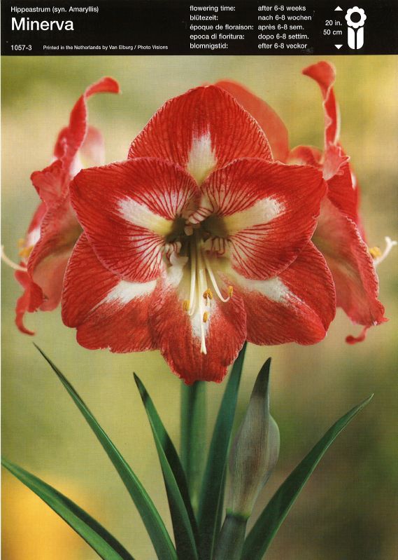 Amaryllis Minerva 32+
