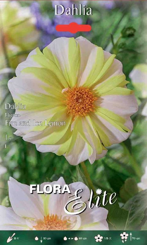 Dahlie Mignon Fire + Ice Lemon