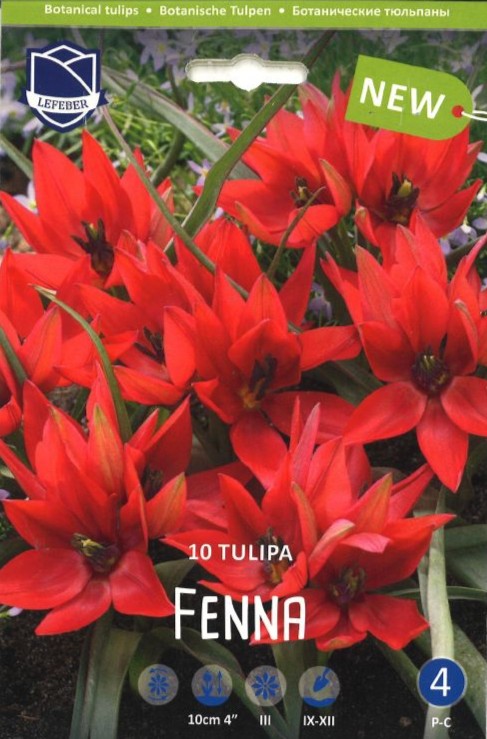 Wildtulpe 'Fenna'