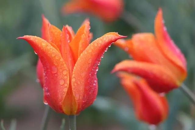 Lilienblütige Tulpen mit schlankem aufrechtem Wuchs im späten Frühjahr