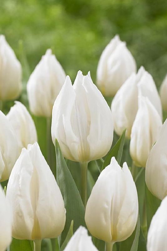 Tulpe Einfache frühe White Prince