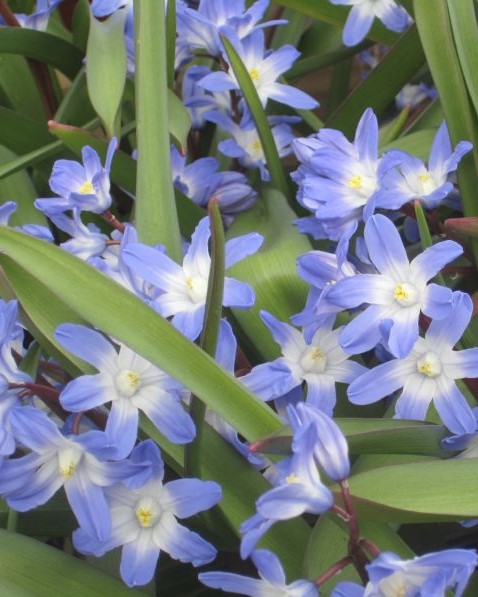Chionodoxa luciliae 5/6