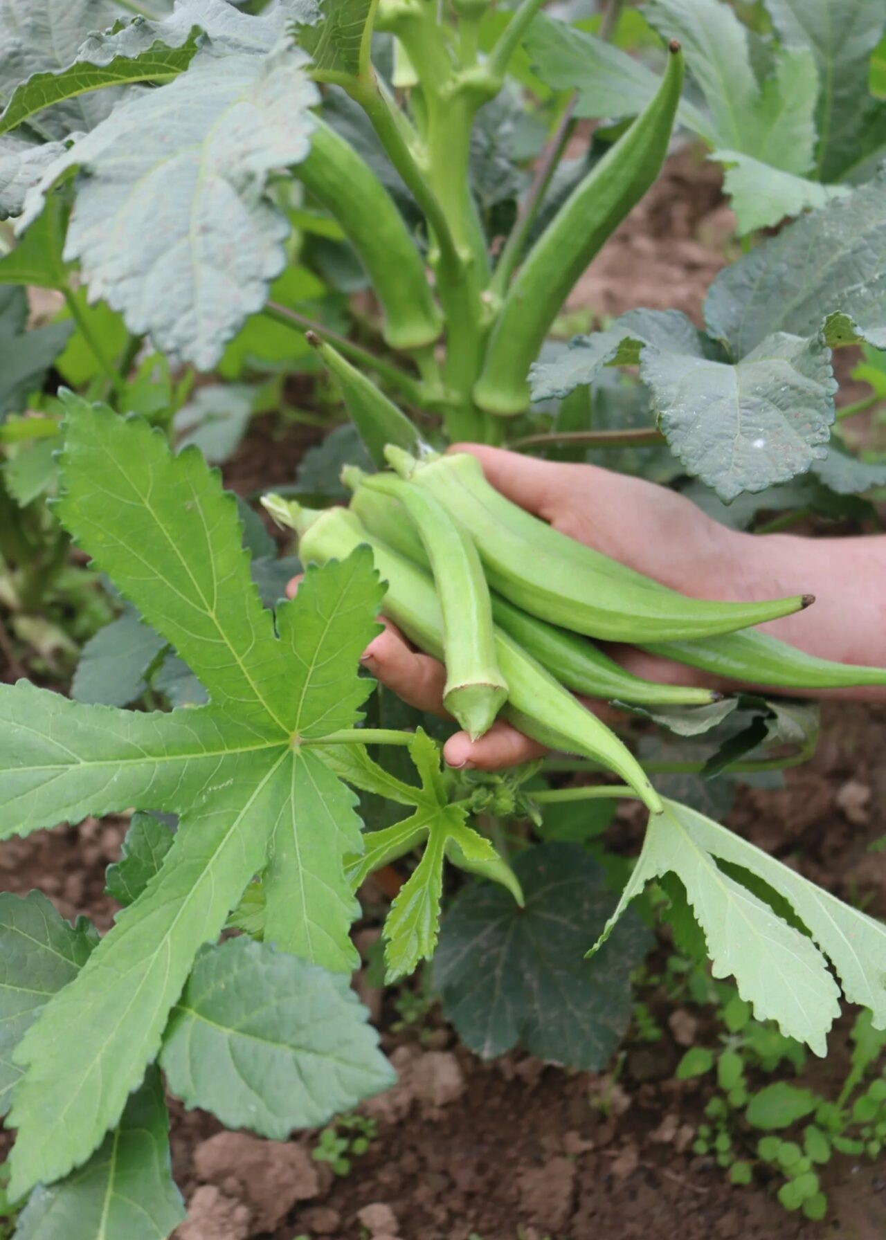 Bio Okra Santa Kruz - Produktbild 1