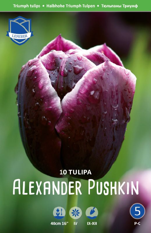 Tulpe Triumph  Alexander Pushkin 12/+