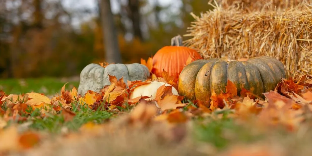 Drei Kürbisse im Herbstlaub vor einem Strohballen