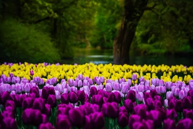 Darwin-Hybrid-Tulpen in einer größeren Pflanzung mit starker Fernwirkung