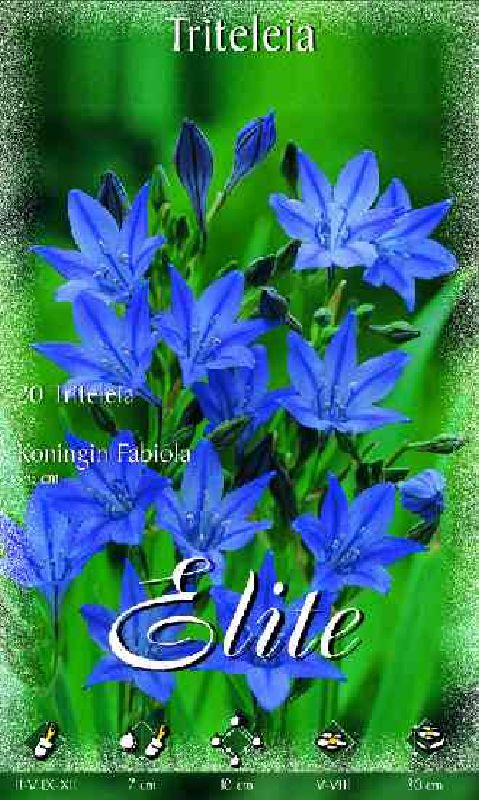 Triteleia blau