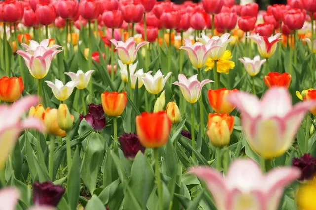 Lilienblütige Tulpen als elegante Beetpflanzen und Schnittblumen