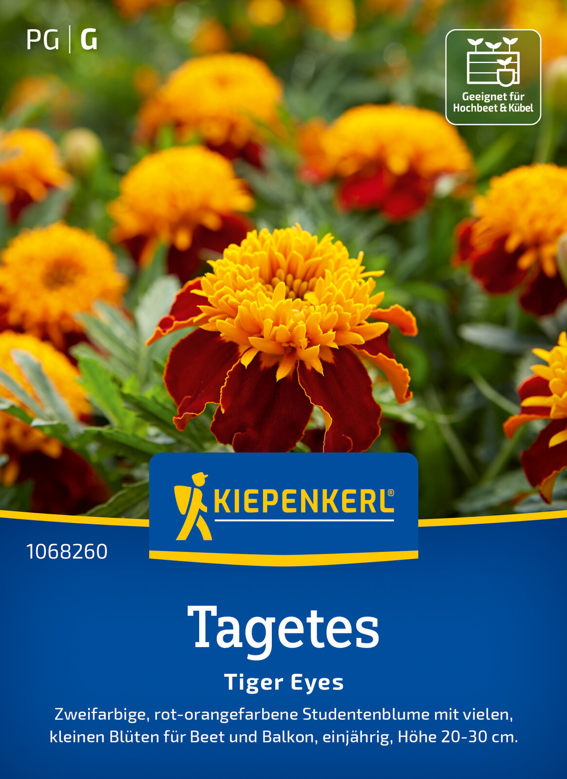 Niedrige Studentenblume Tiger Eyes