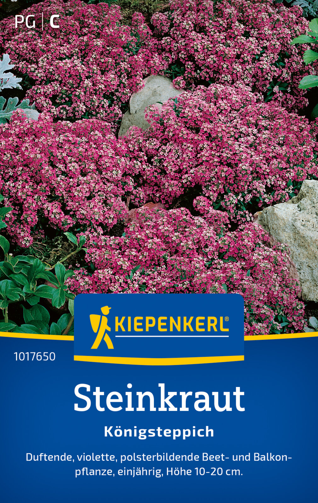 Steinkraut Violett - Produktbild 1