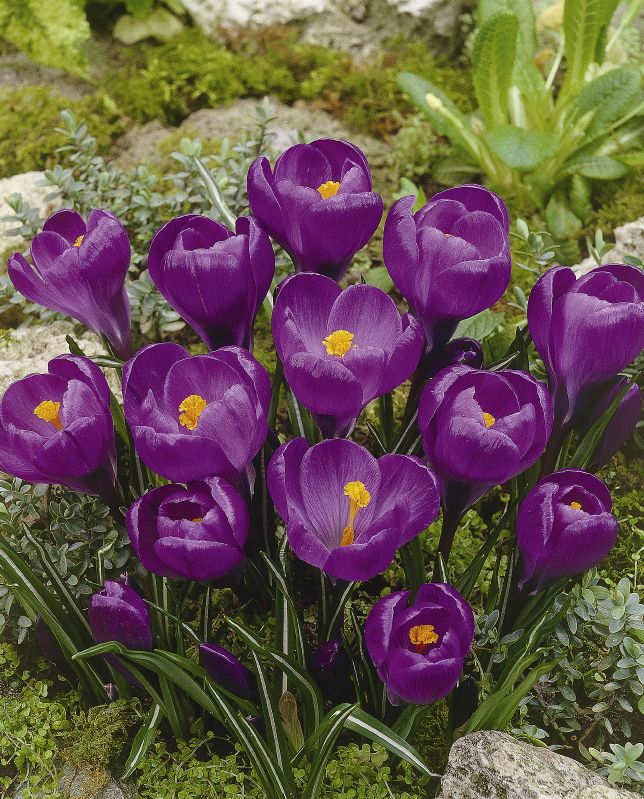 Krokus Flower Record 9/10