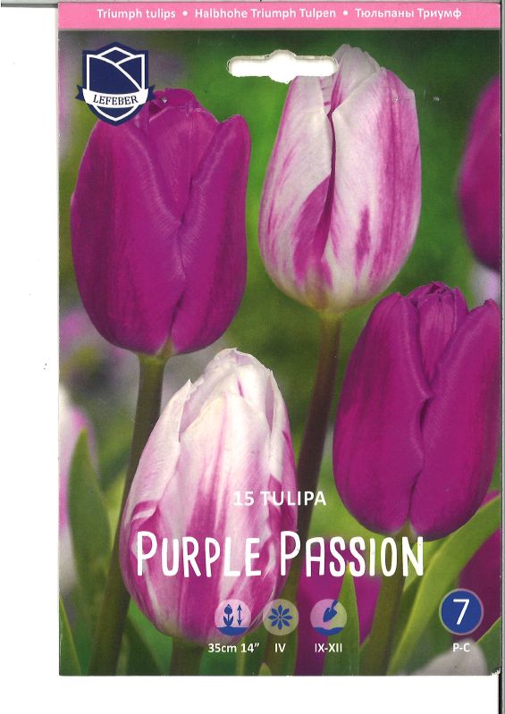 Tulpen Triumph Mischung Purple Passion