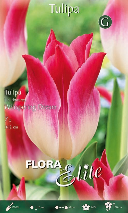 Tulpe Lilienblütig Whispering Dream