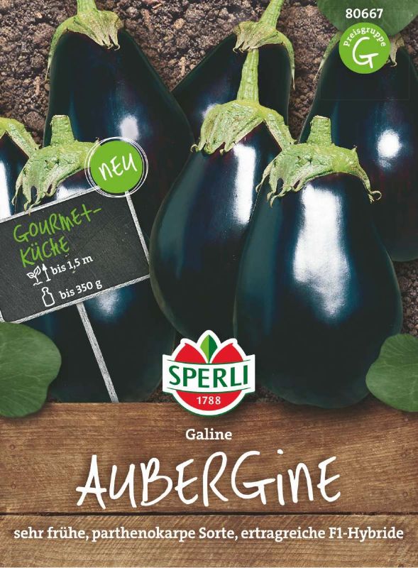 Aubergine Galine F1