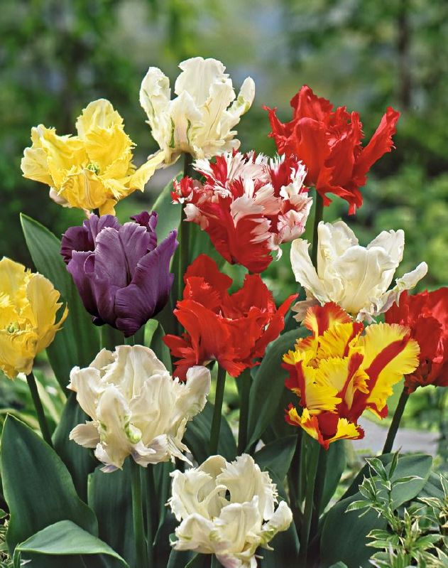 Tulpe Papagei Prachtmischung