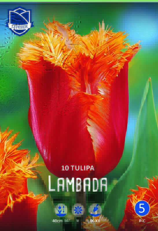 Tulpe gefranst Fabio