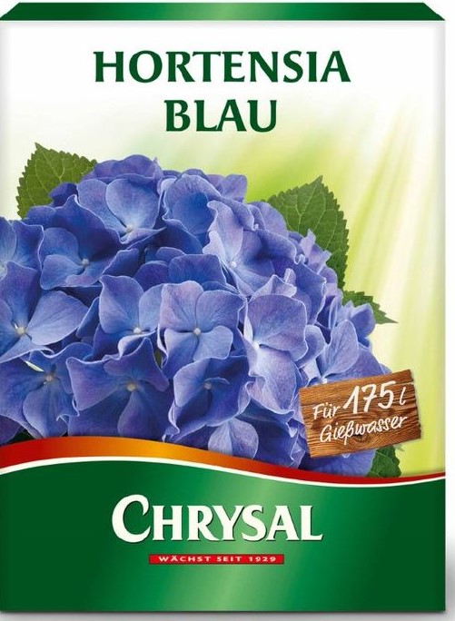 Hortensia blau