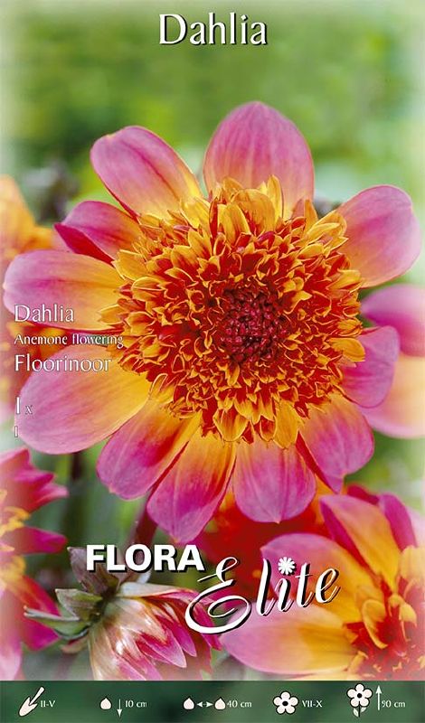 Dahlie Floorinoor, anemonenbl.