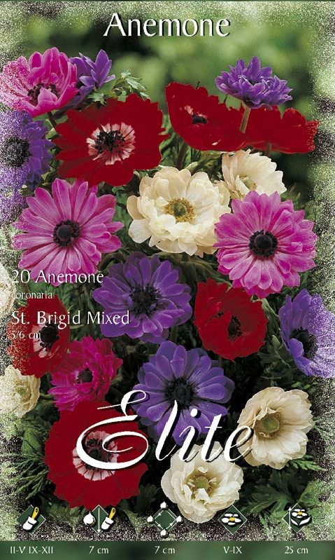 Kronen-Anemone ‘St. Brigid’