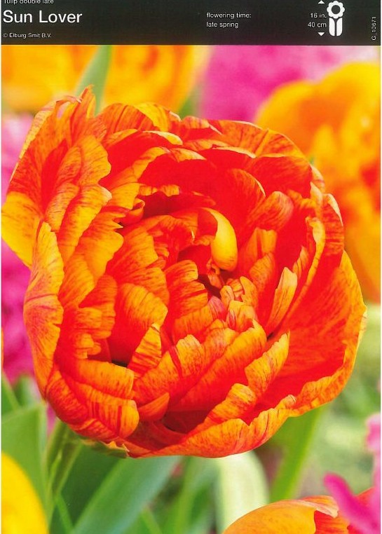 Tulpe gefüllte späte Sunlover 12/+