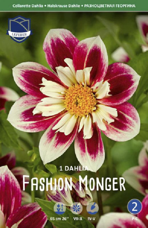 Dahlie Halskrause Fashion Monger