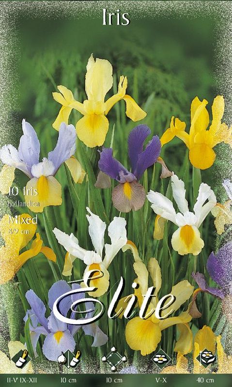 Iris holl. Prachtmischung 8/9