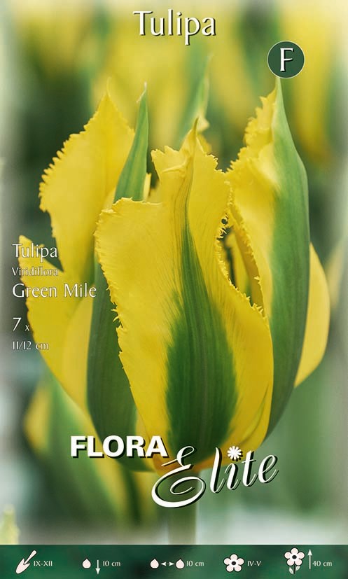 Tulpe Viridiflora Green Mile 11/12