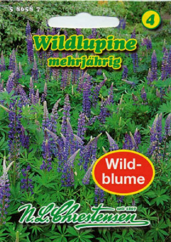 Wildblume Lupinus perennis