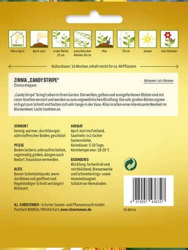 Zinnia elegans Candy Stripe - Produktbild 2