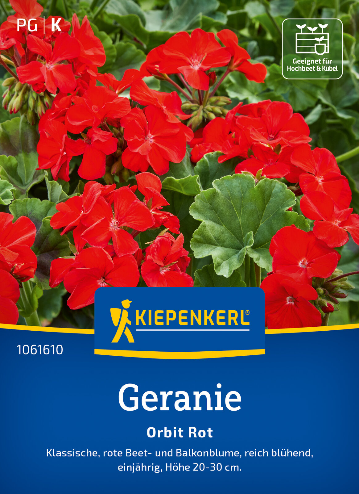 Geranie Orbit Rot