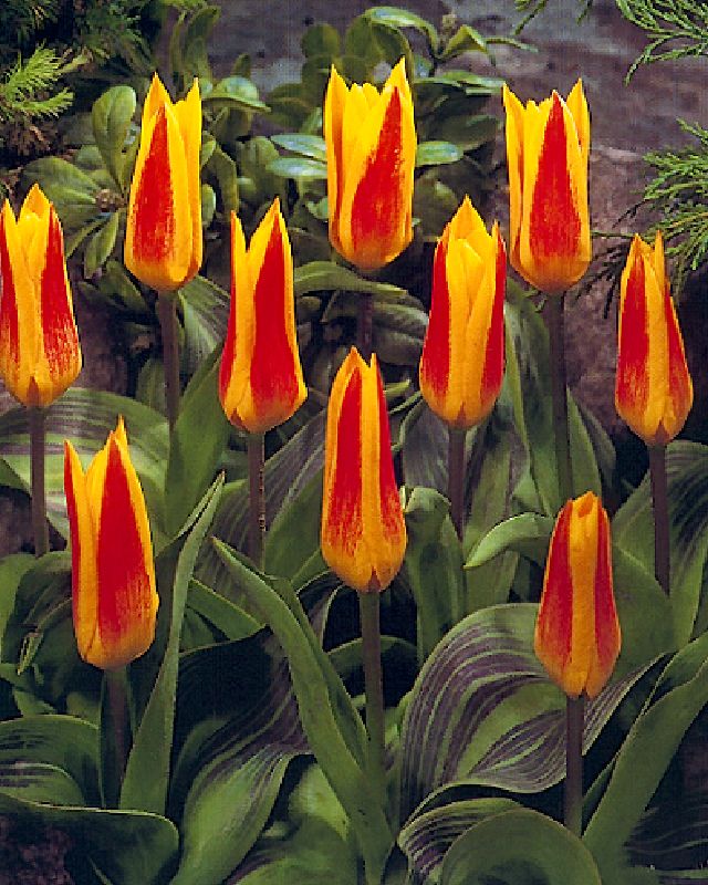 Tulpe Kaufmanniana Giuseppe Verdi