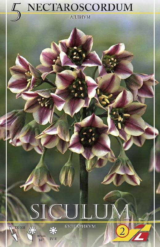 Nectaroscordum siculum Gr. 10/+