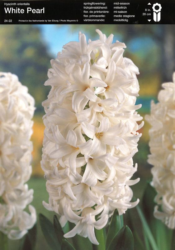 Hyazinthe präp. White Pearl 18/19