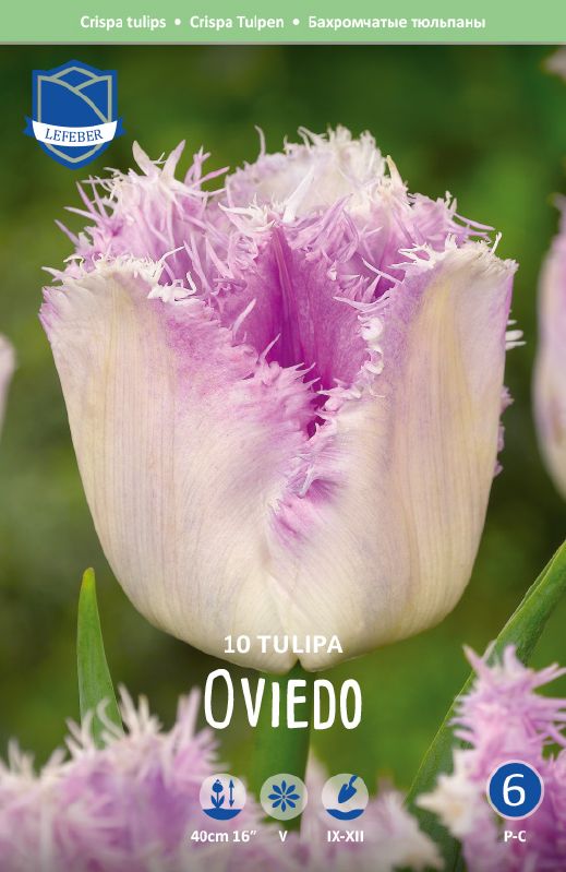 Tulpe gefranst Oviedo 12/14