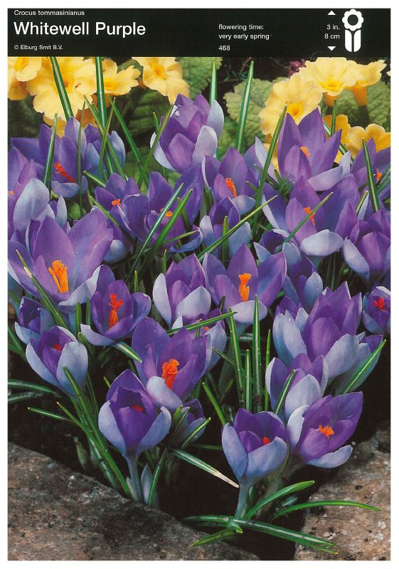 Krokus Whitewell Purple 6/+