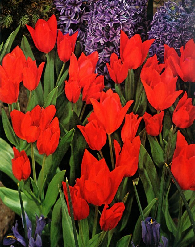 Tulpe Wild Praestans Zwanenburg 9/10