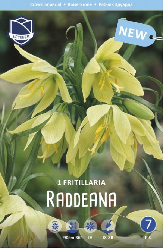 Fritillaria raddeana18/20