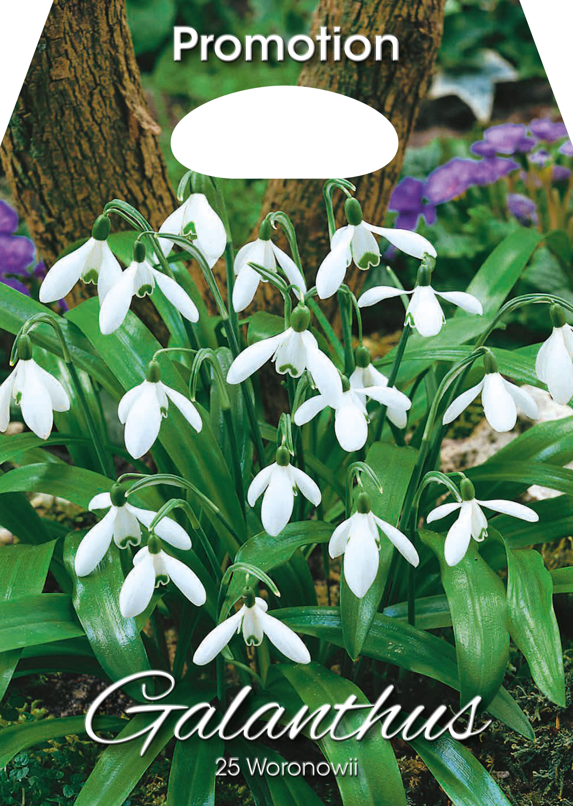 Schneeglöckchen 'Galanthus woronowii'