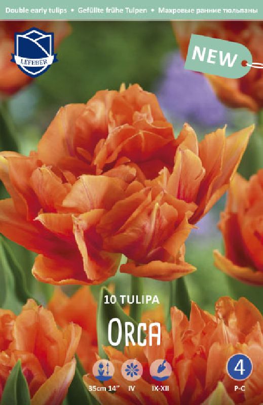 Tulpe Gefüllte frühe Orca 11/12