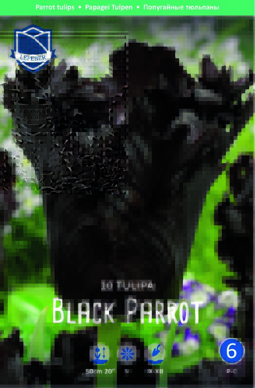 Papageien-Tulpe "Black Parrot" (Größe 12+) - Produktbild 1