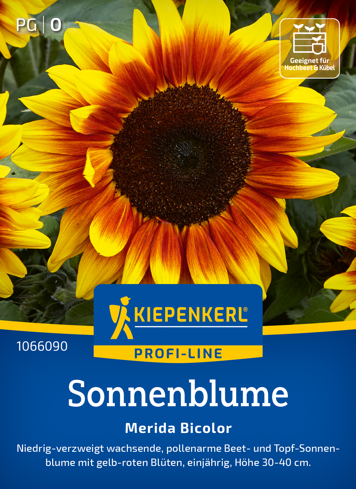 Helianthus annuus Merida Bicolor