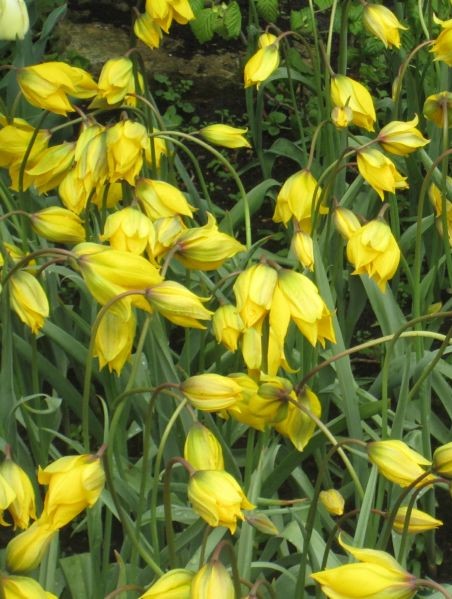 Tulpe Wild Sylvestris 5/+