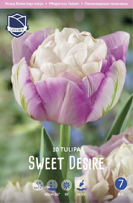 Tulpe gef. späte Sweet Desire 12+