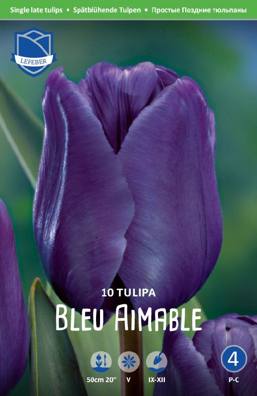 Tulpe späte Blue Aimable