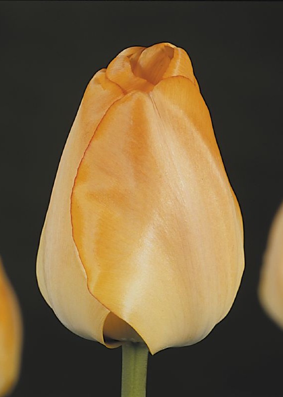 Tulpe Darwin Daydream