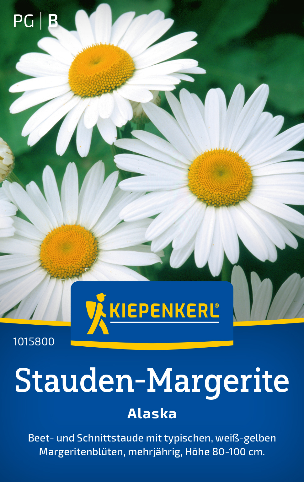 Garten Margerite