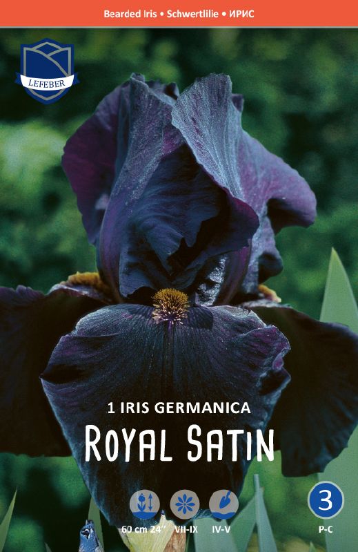 Iris germanica, schwarz