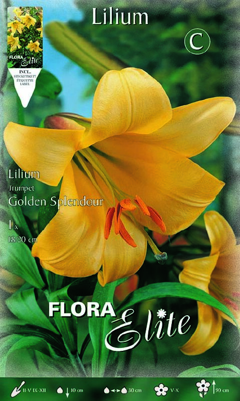 Lilie Golden Splendour