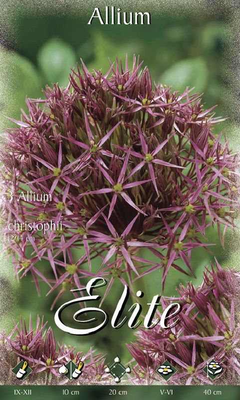 Allium christophii 12/14